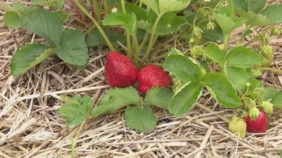 FOX 9 Good Day: June 12, 2025