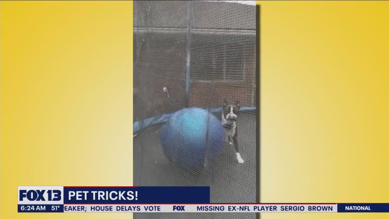 Pet Tricks for Thursday, October 12