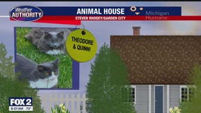 Welcome Theodore, Quinn, Dreama, Storme Girl