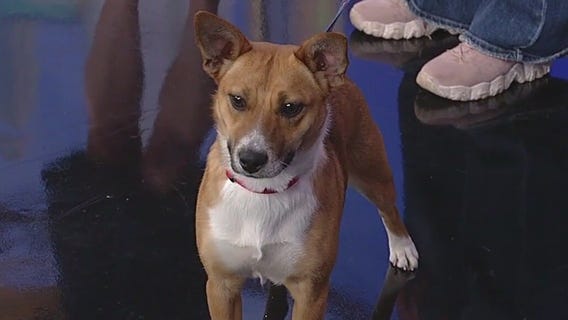 Meet Pancake: Our Pet of the Day