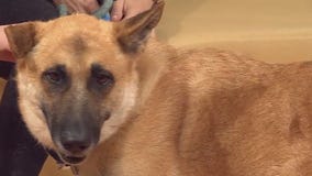 Pet of the Weekend: Meet Heidi from AAC!