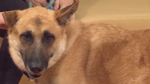 Pet of the Weekend: Meet Heidi from AAC!