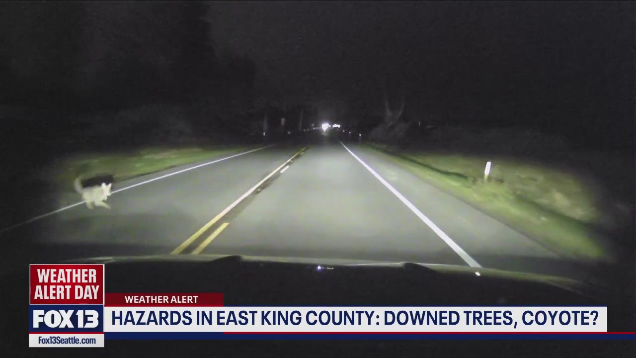 Hazards in east King County, WA: Downed trees, coyote?