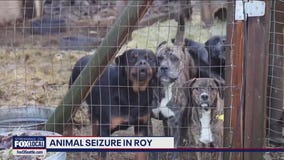 50+ animals recovered from property in Roy, WA
