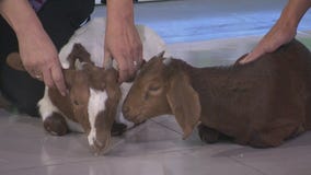 Marianne Muellerleile talks Heifer International, helping families with live stock