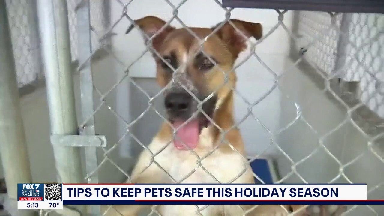 Tips to keep pets safe for the Holiday season