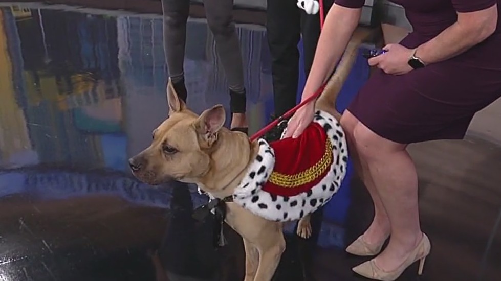 Meet Durban: Our Pet of the Day