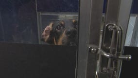 Staffing shortage impacting Macomb County Animal Care