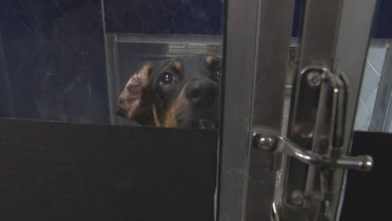 Staffing shortage impacting Macomb County Animal Care