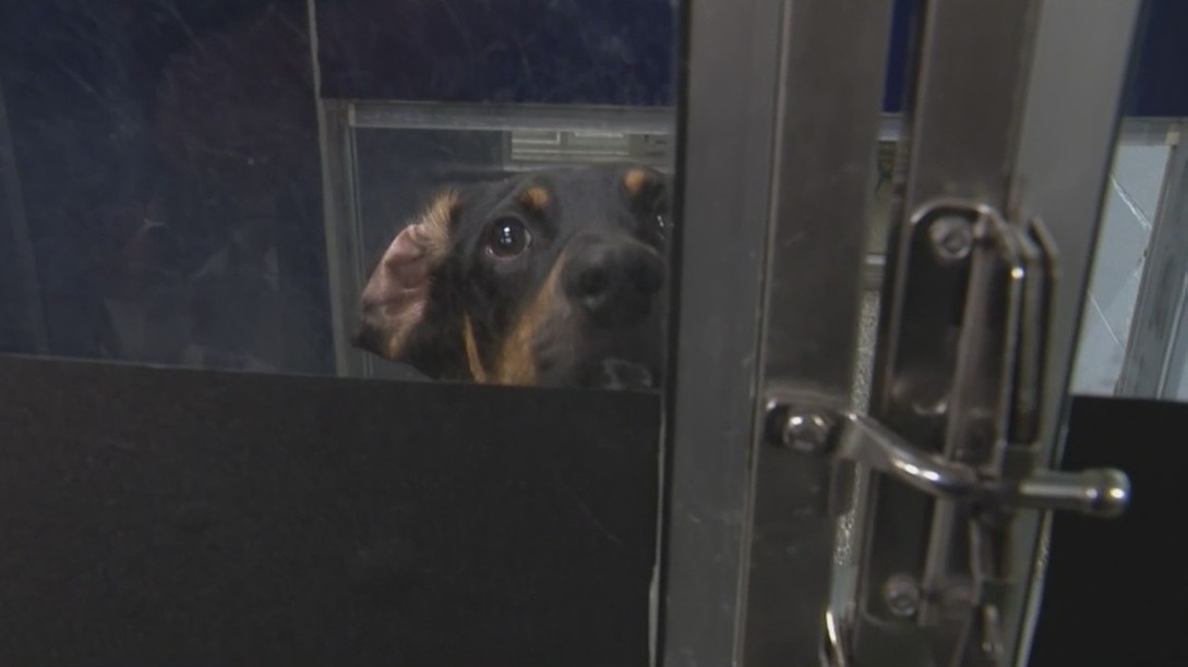 Staffing shortage impacting Macomb County Animal Care