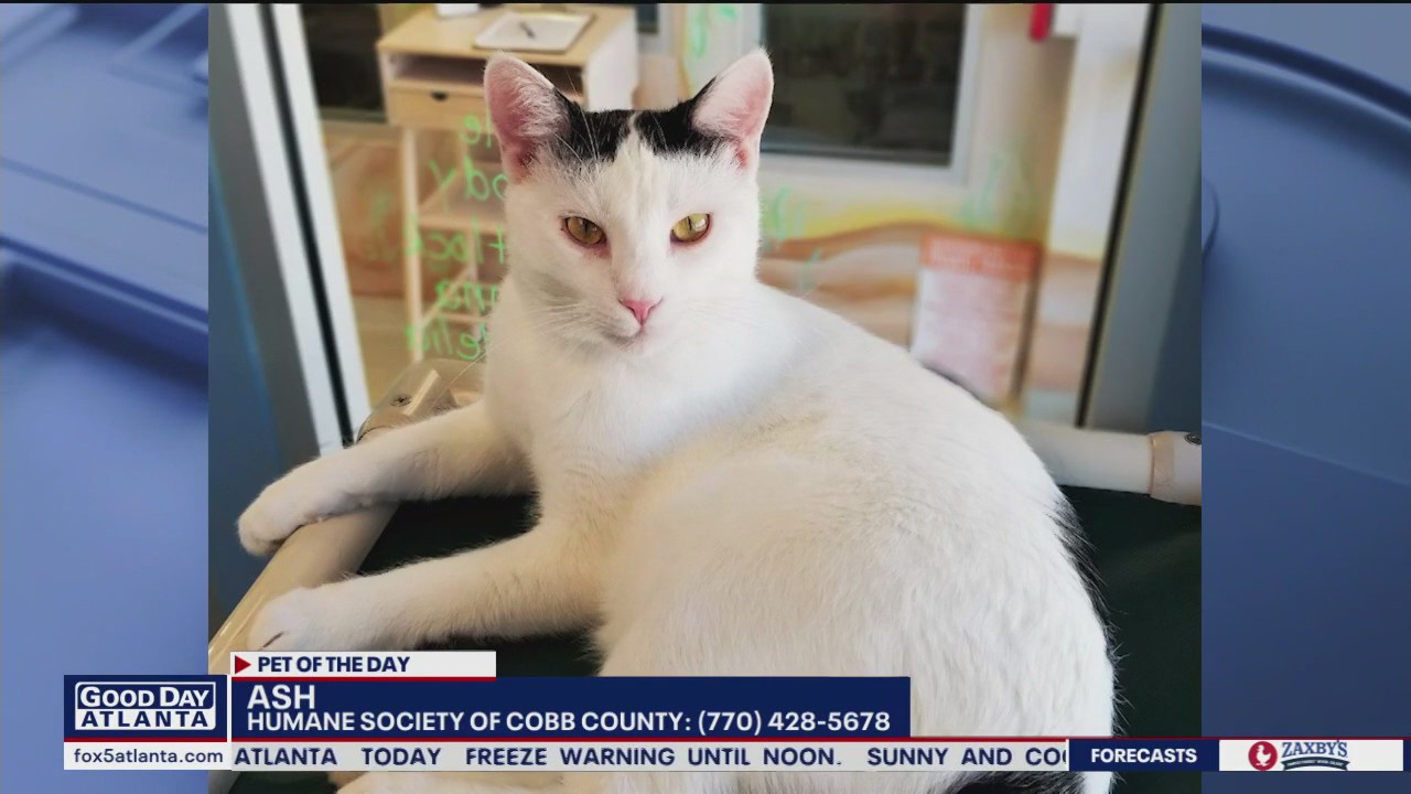 Pet of the Day from the Humane Society of Cobb County | FOX 5 Atlanta
