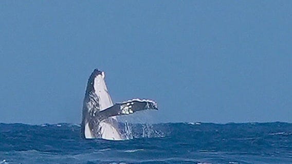 Whale makes big splash at the Olympics