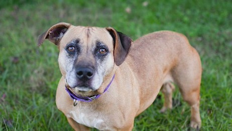 Pet of the Day from Fur Kids