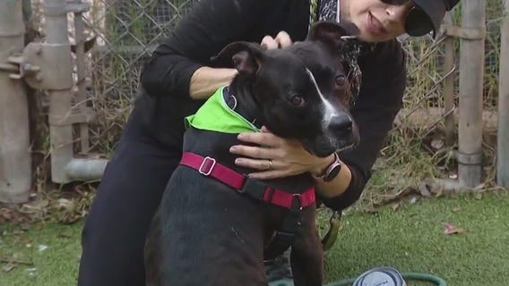 Dog of the Weekend: Parker at Austin Animal Center