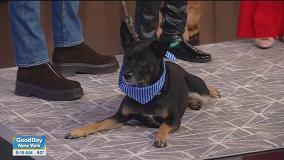 Dog daycare offers job training for autistic adults: Good Day Today