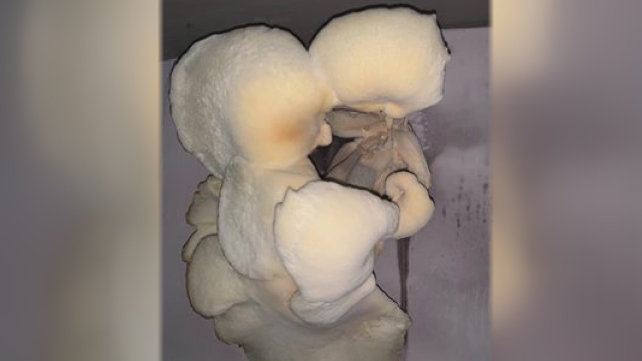 Utica gym closed, patrons ask what the fungus is this?