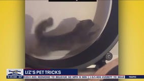 Liz's Pet Tricks for Thursday, December 15