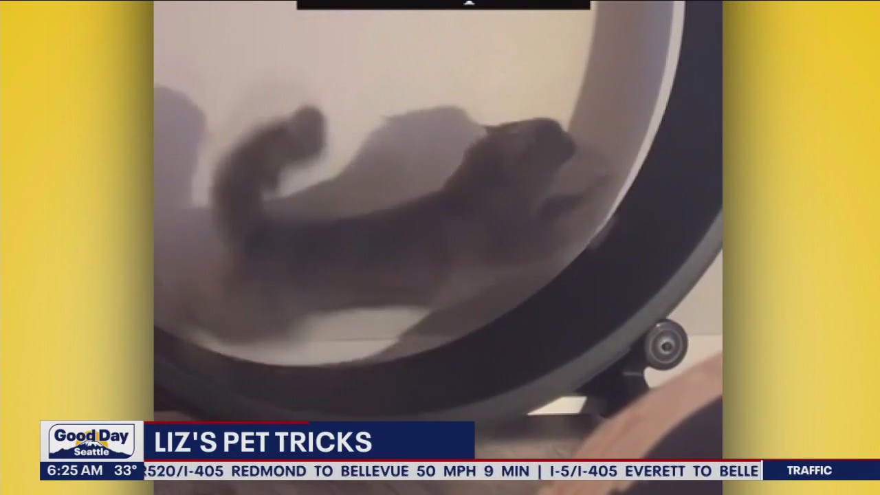Liz's Pet Tricks for Thursday, December 15