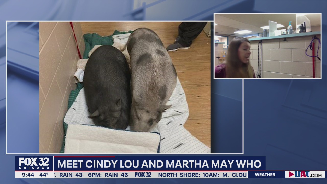 Two pigs rescued by Cook County Animal Control | FOX 32 Chicago