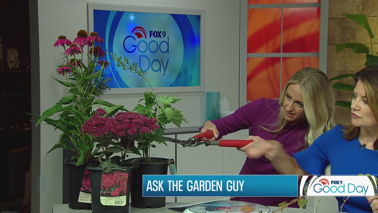 From ivy to boxelder bugs, Garden Guy Dale K answers your questions