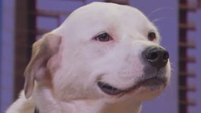Pet of the Week: Benny