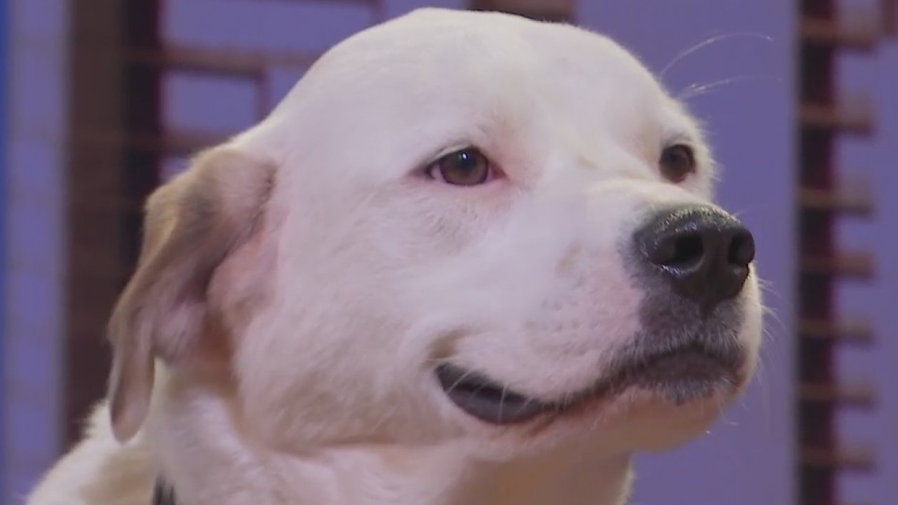 Pet of the Week: Benny