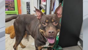 Adopt Archie from WilCo RAS!