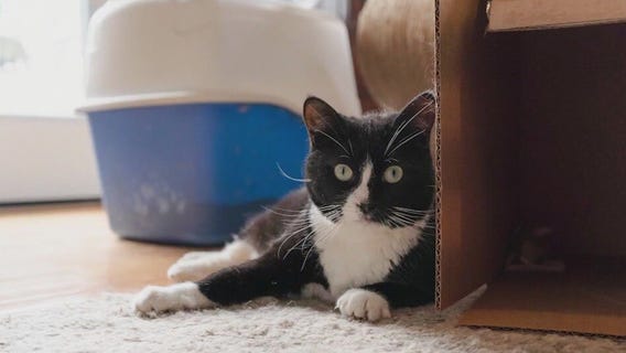 Meet Karen: Our Pet of the Day