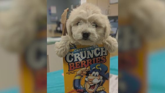 Puppy stuffed inside cereal box dropped at shelter