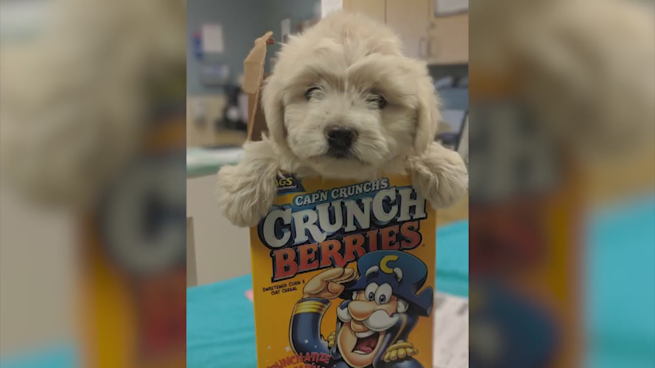 Puppy stuffed inside cereal box dropped at shelter