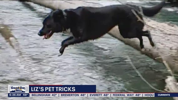 Liz's Pet Tricks for Tuesday, October 18