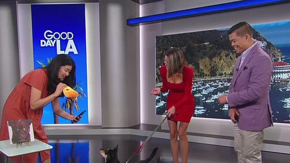 Tips for taking the best pet photo