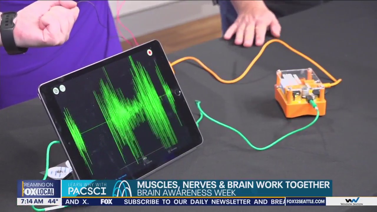 Learn why with PacSci: How muscles, nerves, and the brain works together