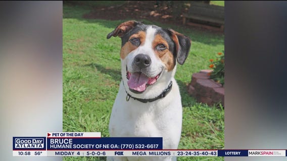 Pet of the Day from the Humane Society of Northeast Georgia