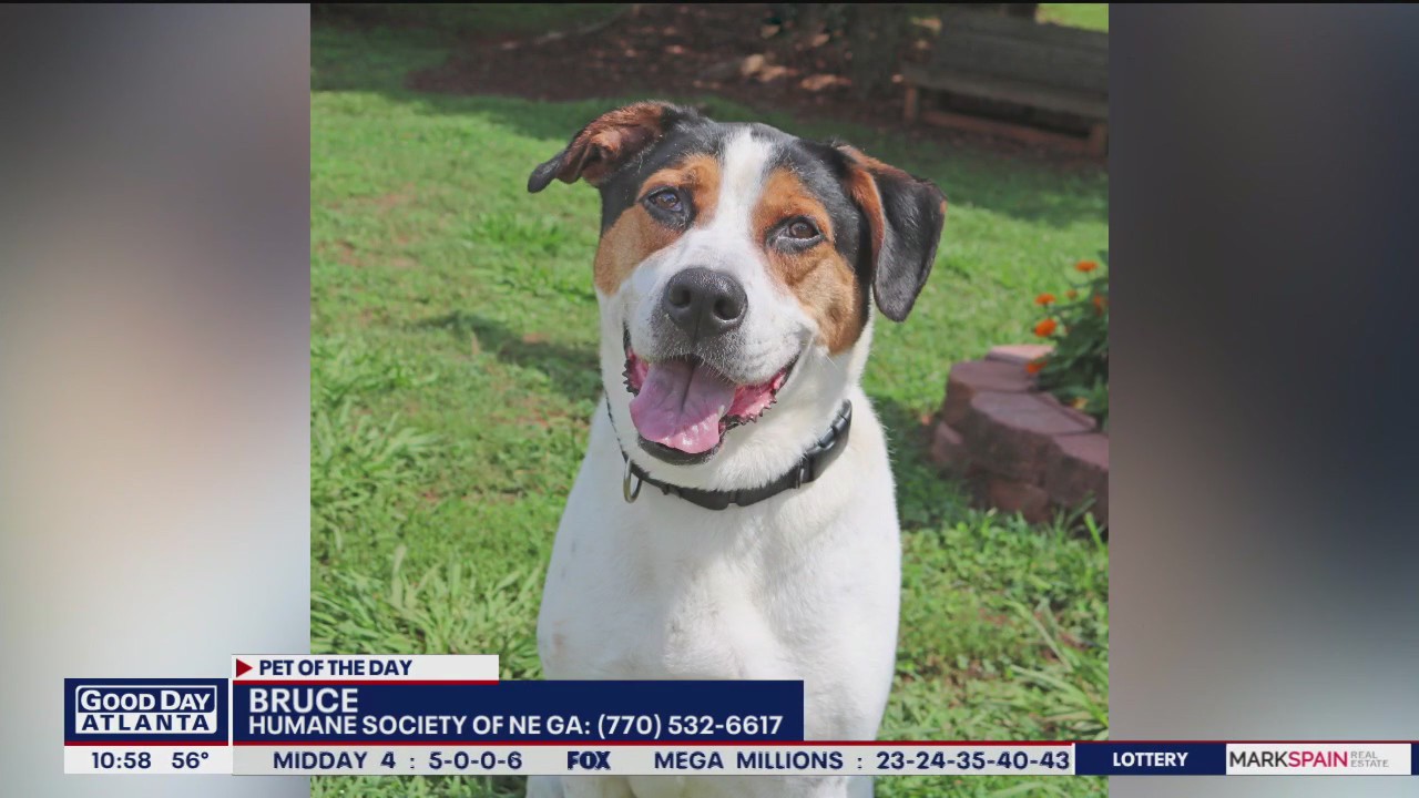 Pet of the Day from the Humane Society of Northeast Georgia
