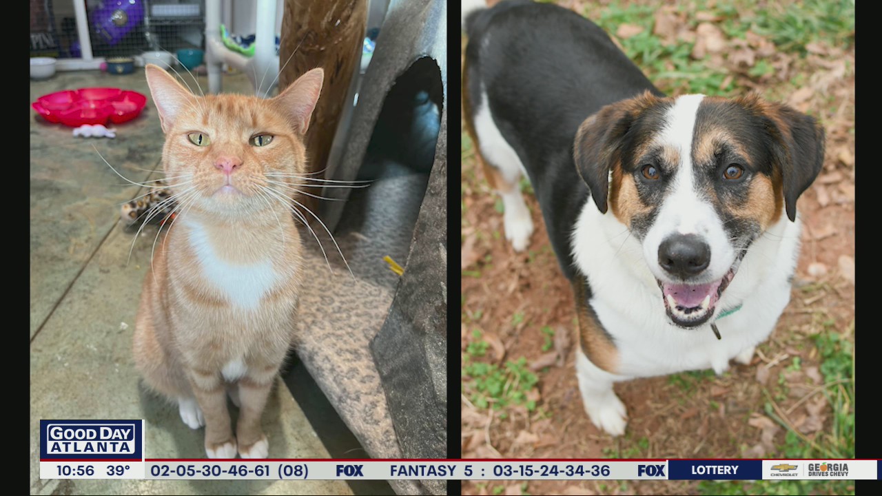 Pets of the Day from FurKids