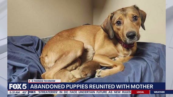 Puppies abandoned near railroad tracks reunited with mother