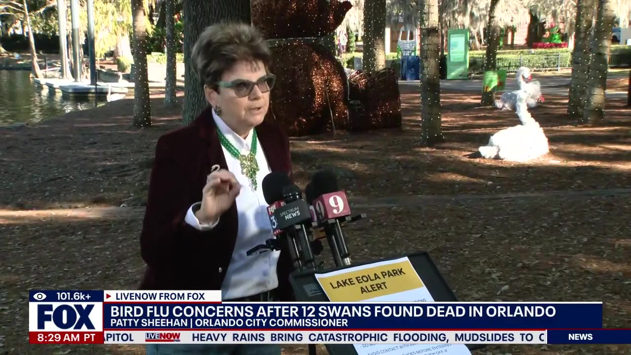 12 swans found dead at FL park sparking bird flu concerns