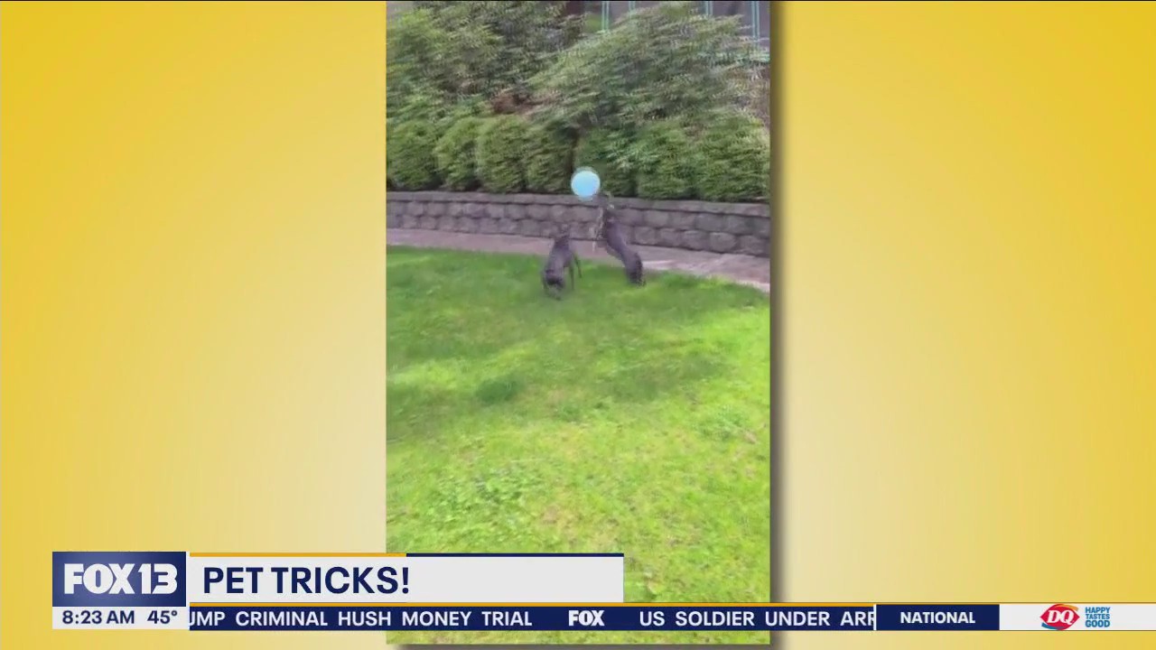 Pet Tricks for Tuesday, May 7