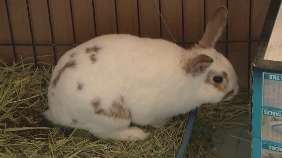 Make Mine Chocolate: New campaign urges parents not to buy live rabbits for Easter