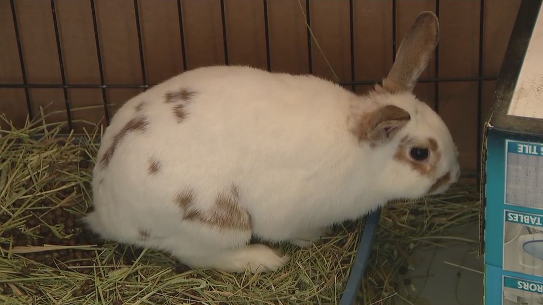 Make Mine Chocolate: New campaign urges parents not to buy live rabbits for Easter