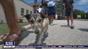 Hundreds of dogs, cats find homes after Brandywine Valley SPCA mega adoption event