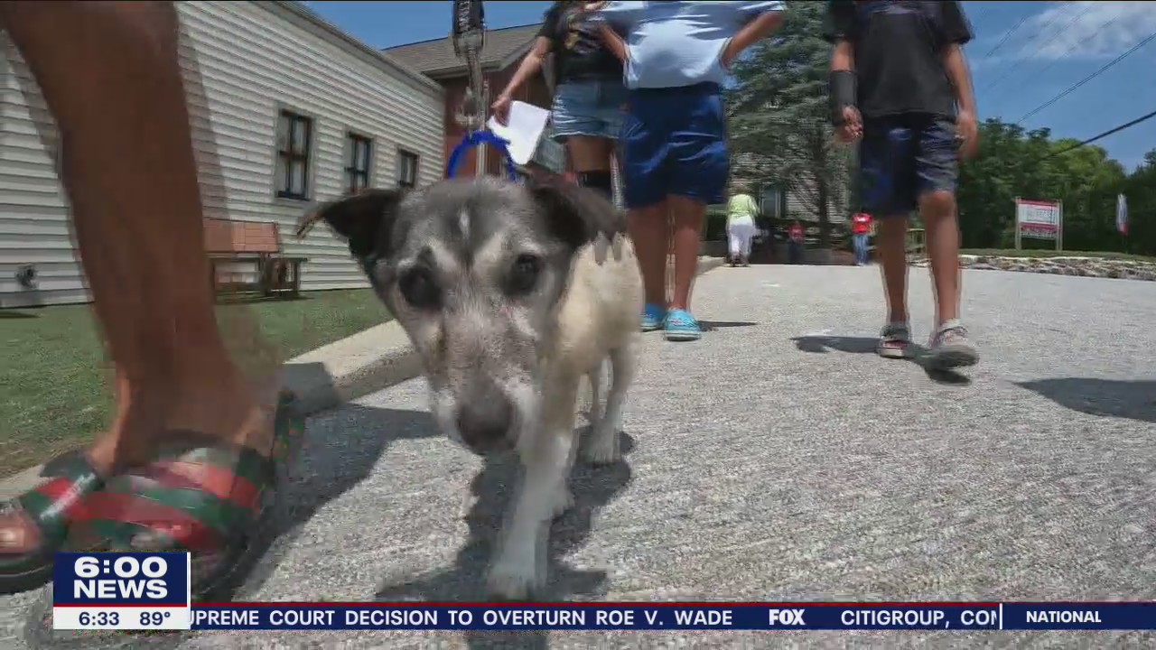 Hundreds of dogs, cats find homes after Brandywine Valley SPCA mega adoption event