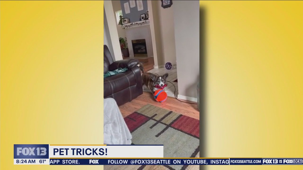 Pet Tricks for Monday, July 1