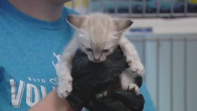 Kitten season at AAC