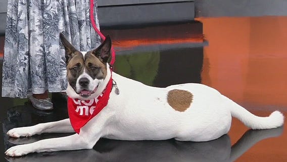 Meet Athena: Our Pet of the Day