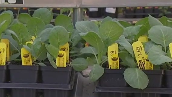 Your Garden: Fall vegetables