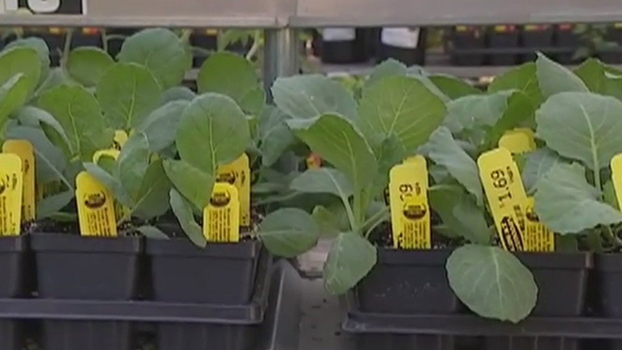 Your Garden: Fall vegetables