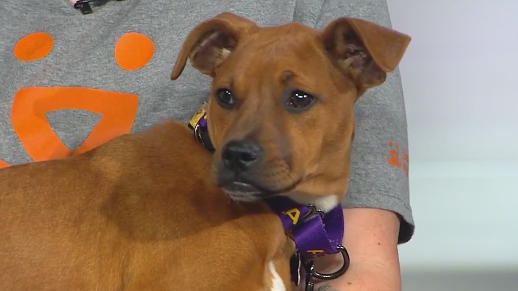 Chicago's Bring No-Kill Home Summit to fight for the lives of all pets
