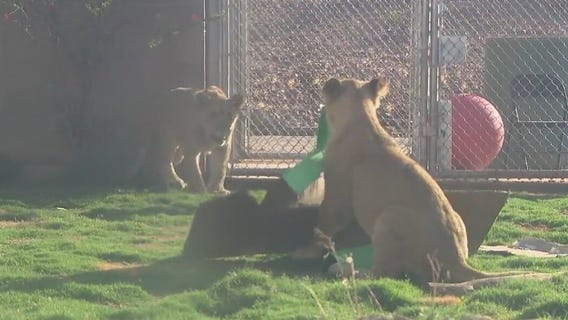 Phoenix Zoo's lion cubs mark their first birthdays